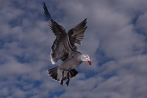 Seagulls by Carlsbad, California