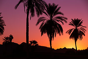 Palm Trees at sunrise at Lake