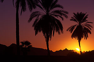 Palm Trees at sunrise at Lake