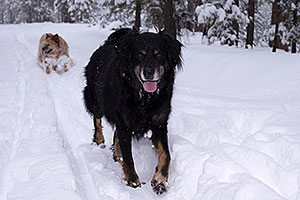 Booda and Dudley in snow in Flagstaff