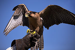 Lanner Falcon at Renaissance Festival 2013 in Apache Junction
