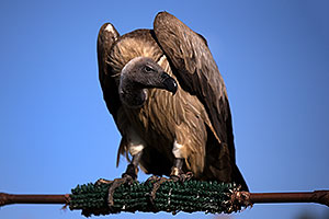 Black Vulture at Renaissance Festival 2013 in Apache Junction
