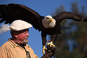 Bald Eagle at Renaissance Festival 2013 in Apache Junction