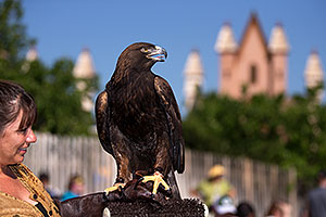 Golden Eagle at Renaissance Festival 2013 in Apache Junction