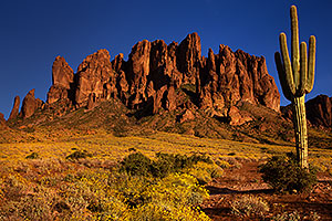 Lost Dutchman State Park in bloom