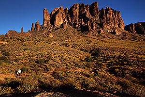 Lost Dutchman State Park in bloom