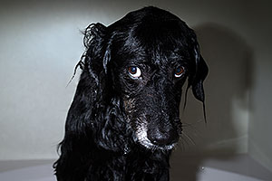 Dudley after a bath