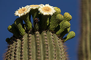 Saguaro flowers in Superstitions