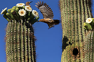 Flying female Woodpecker and stationary male at Saguaro flowers in Superstitions