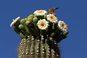 Male Woodpecker with a red marking on his head at Saguaro flowers in Superstitions