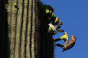Woodpecker on a Saguaro
