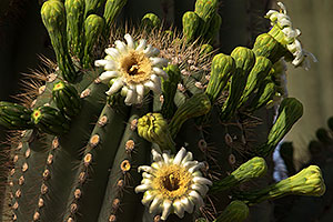 Saguaro cactus in Superstitions