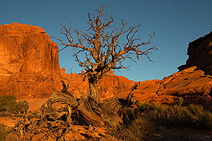 Tree in Arches National Park
