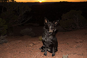 Kiera (Terrier, 1 year old) in Moab