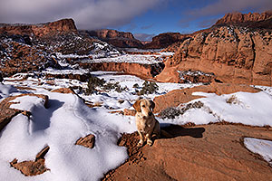 Annie (Labrador Retriever) in Tsegi Canyon