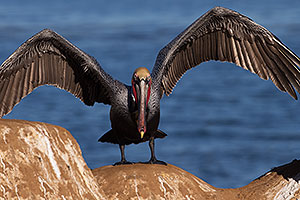 Pelican in La Jolla, California