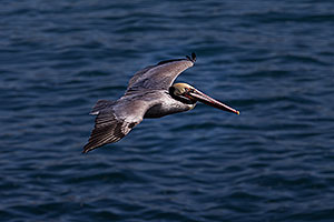 Pelican in flight in La Jolla, California