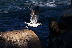 Seagull in flight in La Jolla, California