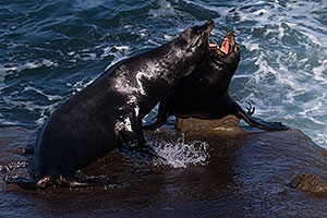 Sea Lion fighting in La Jolla, California