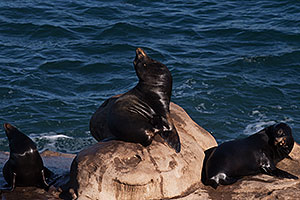 Sea Lions in La Jolla, California
