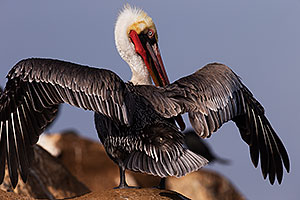 Pelican spreading his wings in La Jolla, California