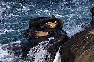 Sea Lions on a rock in La Jolla, California
