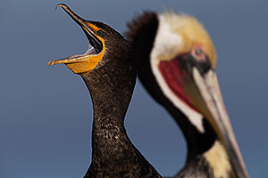 Double Crested Cormorant in La Jolla, California