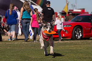 Frisbee dog Bumper at Lake Havasu Balloon Fest
