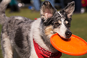 Frisbee dog Bumper at Lake Havasu Balloon Fest