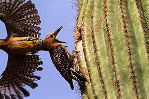 Male Gila Woodpecker about to feed a fly to baby in the nest