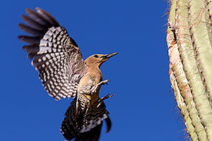 Gila Woodpecker landing at the nest