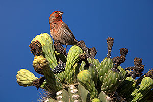 Male House Finch on Saguaro Flowers in Superstitions