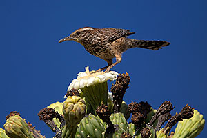 Cactus Wren on top of a Saguaro Flower in Superstitions