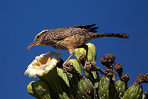 Cactus Wren on top of a Saguaro Flower in Superstitions