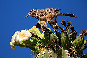 Cactus Wren in Superstitions