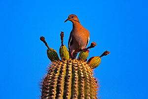 White winged Dove in Superstitions