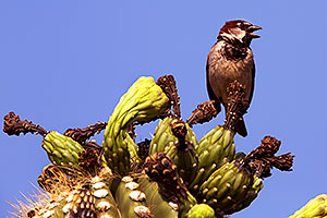 House Sparrow (male) in Superstitions