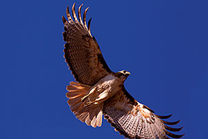 Red Tailed Hawk (adult) in Superstitions