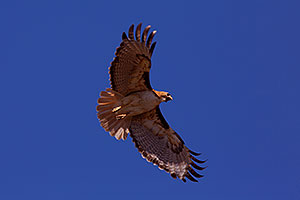 Red Tailed Hawk (adult) in Superstitions