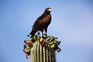 Harris Hawk on top of a Saguaro Cactus