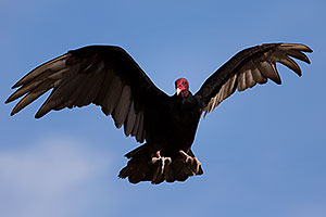 Turkey Vulture in Superstitions