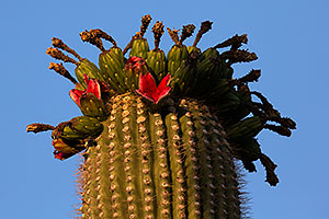 Saguaro Cactus fruit in Superstitions
