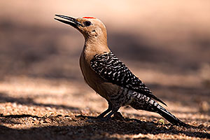 Gila Woodpecker in Tucson
