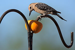 Male Gila Woodpecker in Tucson