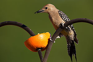 Male Gila Woodpecker in Tucson