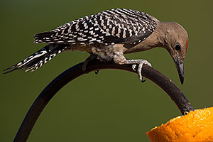 Male Woodpecker in Tucson