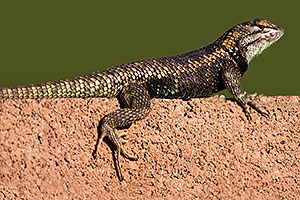 Male Desert Spiny Lizard in Tucson