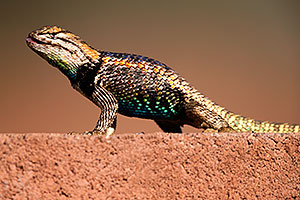 Male Desert Spiny Lizard in Tucson