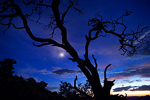 Night tree silhouette at Desert View in Grand Canyon
