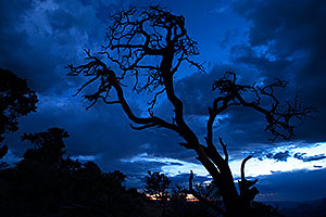 Night tree silhouette at Desert View in Grand Canyon